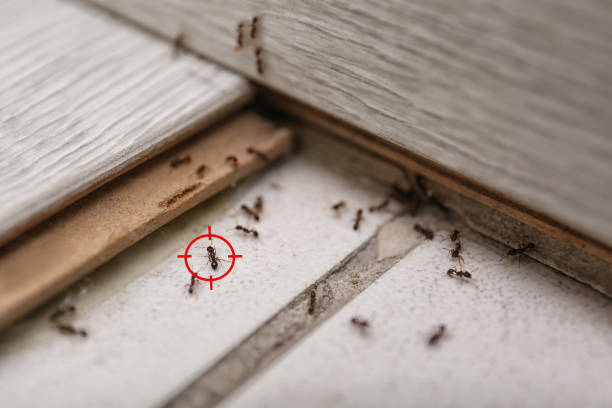 Best Spider Control Near Me  in Rochester, NY